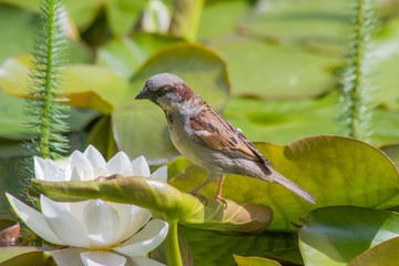 Neugieriger Vogel