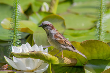 Neugieriger Vogel