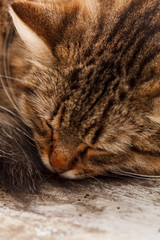 nice cat
