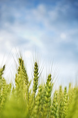 Young green wheat field © Bits and Splits