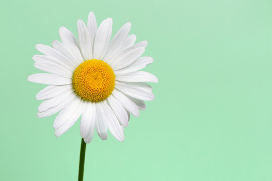 Fototapeta Daisy flower closeup on green background