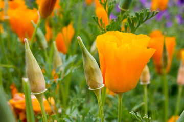 Kalifornischer Mohn