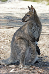 Graues Riesenkänguru mit Jungtier im Beutel, Australien