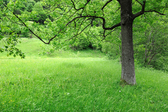 Spring meadow with big tree