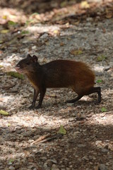 Les Iles du Salut - Mai 2014