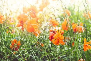 Blooming poppies