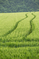 Obraz premium fresh green wheat field