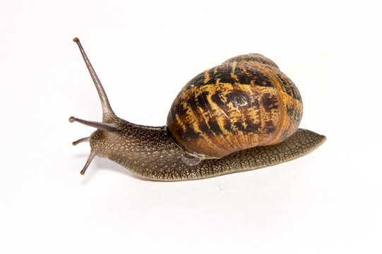 Cornu aspersum Garden Snail