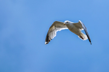 Seagull in flight with spread wings