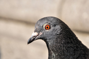 Pigeon portrait profile close up