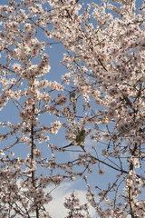 green parrots in almond tree
