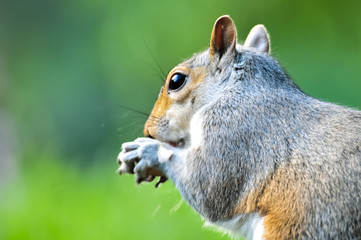 Cute squirrel eating a nut