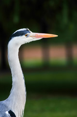 Great Blue Heron portrait