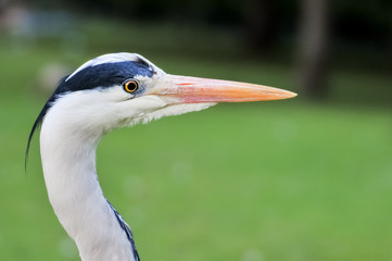 Great Blue Heron closeup portrait