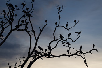 Silhouette of asian open billed stork birds on treetop