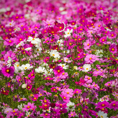 Obraz premium Colorful cosmos flowers