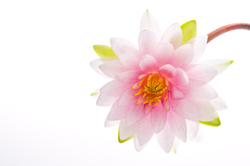 Lotus flower isolated white background
