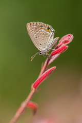 butterfly on the red leaf