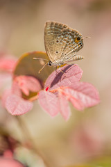butterfly on the red leaf