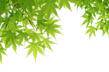 カエデの新緑