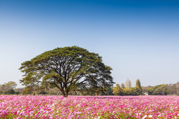 cosmos flower in the garden