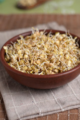 germogli di lenticchie