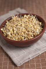 germogli di lenticchie