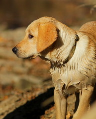 Golden Labrador Retriever