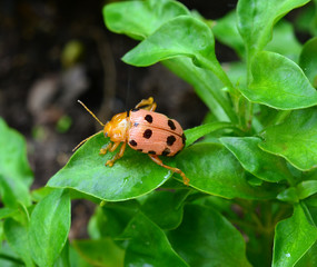 ladybug sitting on a green foliage plants, sunny day