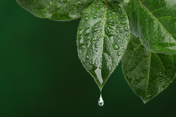 Fresh leaf with water drop falling. Natural background