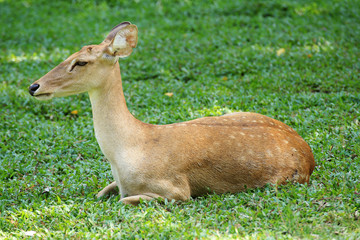 Deer looking something