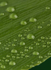 Beautiful green leaf with drops of water