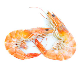 Shrimp on white background.