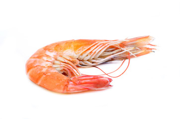 Shrimp on white background.