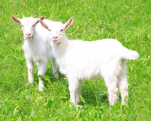 Naklejka na ściany i meble Two white baby goat