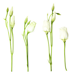 White eustoma flowers