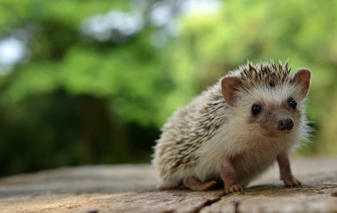 Naklejka premium Porcupine in the nature