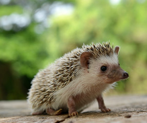 Porcupine  in the nature