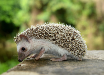 Porcupine  in the nature