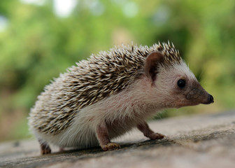 Porcupine  in the nature