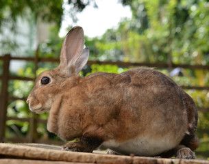 rabbit in the nature
