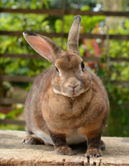 rabbit in the nature