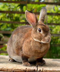 rabbit in the nature
