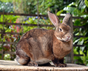 rabbit in the nature
