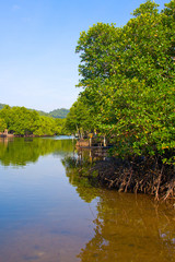 Fototapeta na wymiar Mangrove forest in gulf of thailand