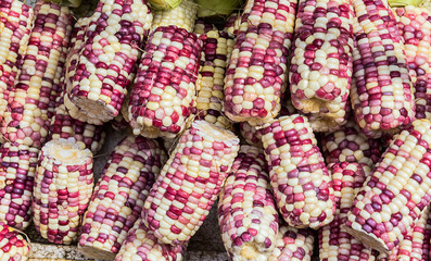 Group of fresh organic corn.