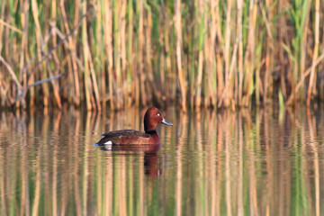 wild duck