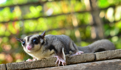 Squirrel