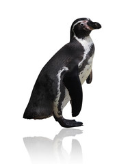 African penguin