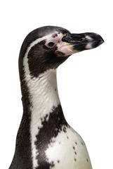 African penguin